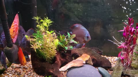 This is how long my water changes take on the 90 gallon. Emptied and filled.