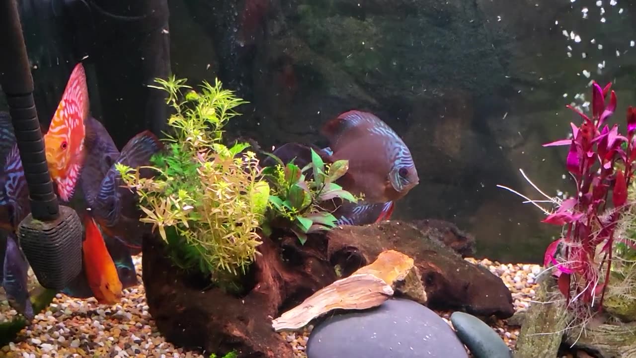 This is how long my water changes take on the 90 gallon. Emptied and filled.