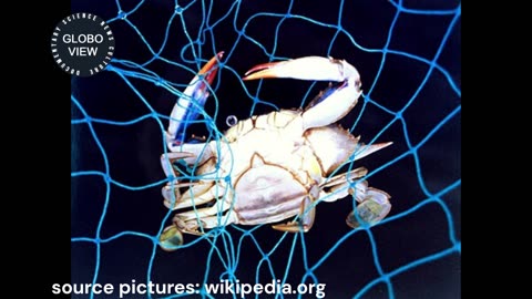 If the blue crab tastes bitter, it could be due to a parasite