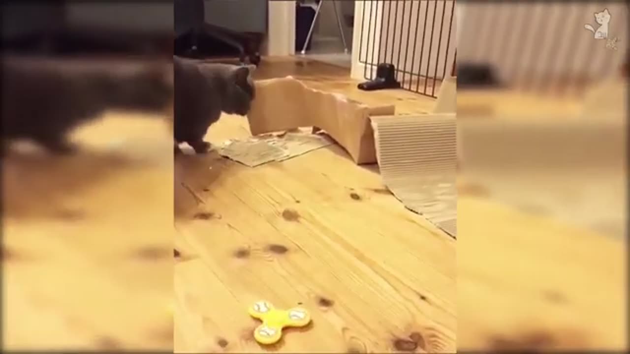 Charming Cats & Kittens: Laughs, Cuddles, and Unbeatable Cuteness!