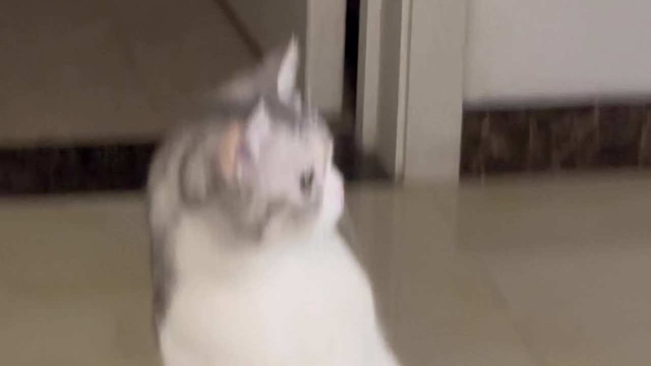 Cat's confusing behavior