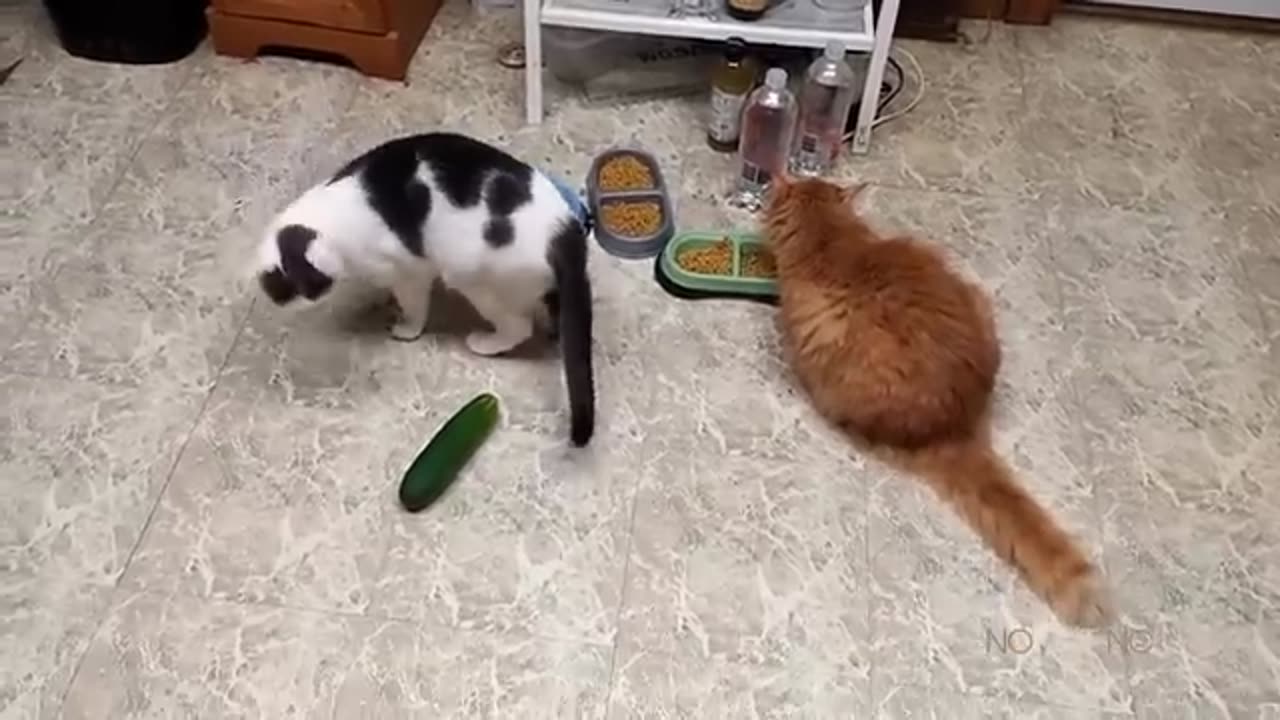 cats cucumber