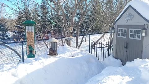 🔴 Live Cam Bird Feeder - Winter Snowy Countryside Backyard Birds Squirrels watching