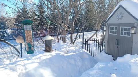 🔴 Live Cam Bird Feeder - Winter Snowy Countryside Backyard Birds Squirrels watching