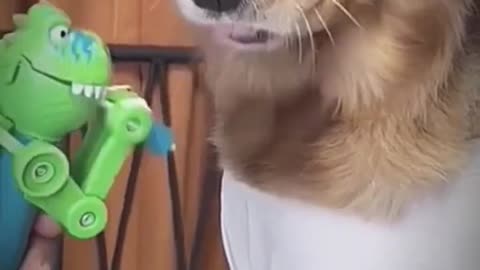 Funny animals video