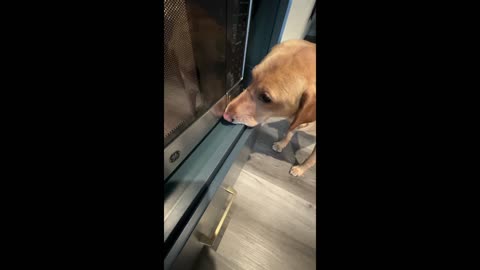 Labrador Retriever Impatiently Waits For Snack