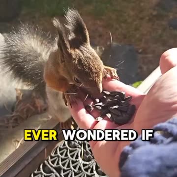 What If We Could Talk to Animals? | Imagine the Conversations!