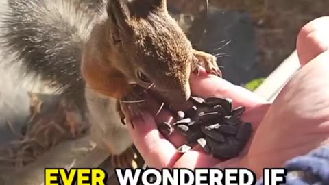 What If We Could Talk to Animals? | Imagine the Conversations!