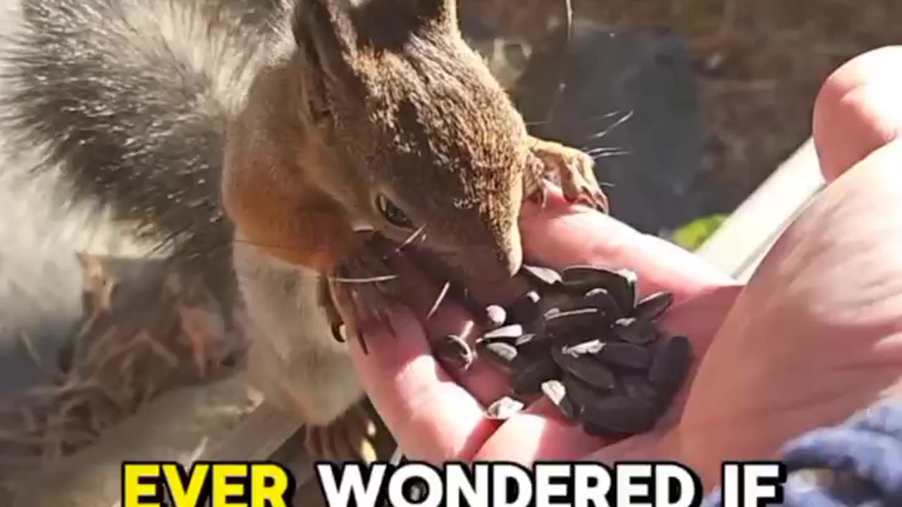 What If We Could Talk to Animals? | Imagine the Conversations!