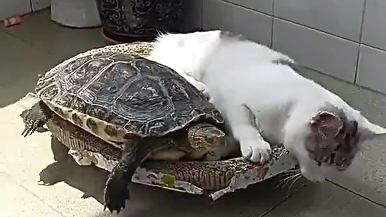 Turtle just came and invaded cat's space 😂