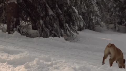 Roaming a Snowy Winter Forest