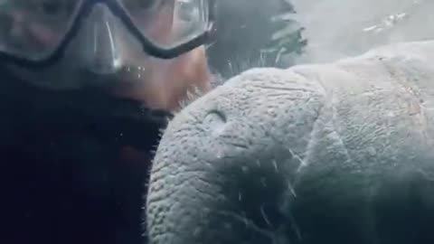 Manatees noticed we can't pet them, so they have taken it upon themselves to pet us instead