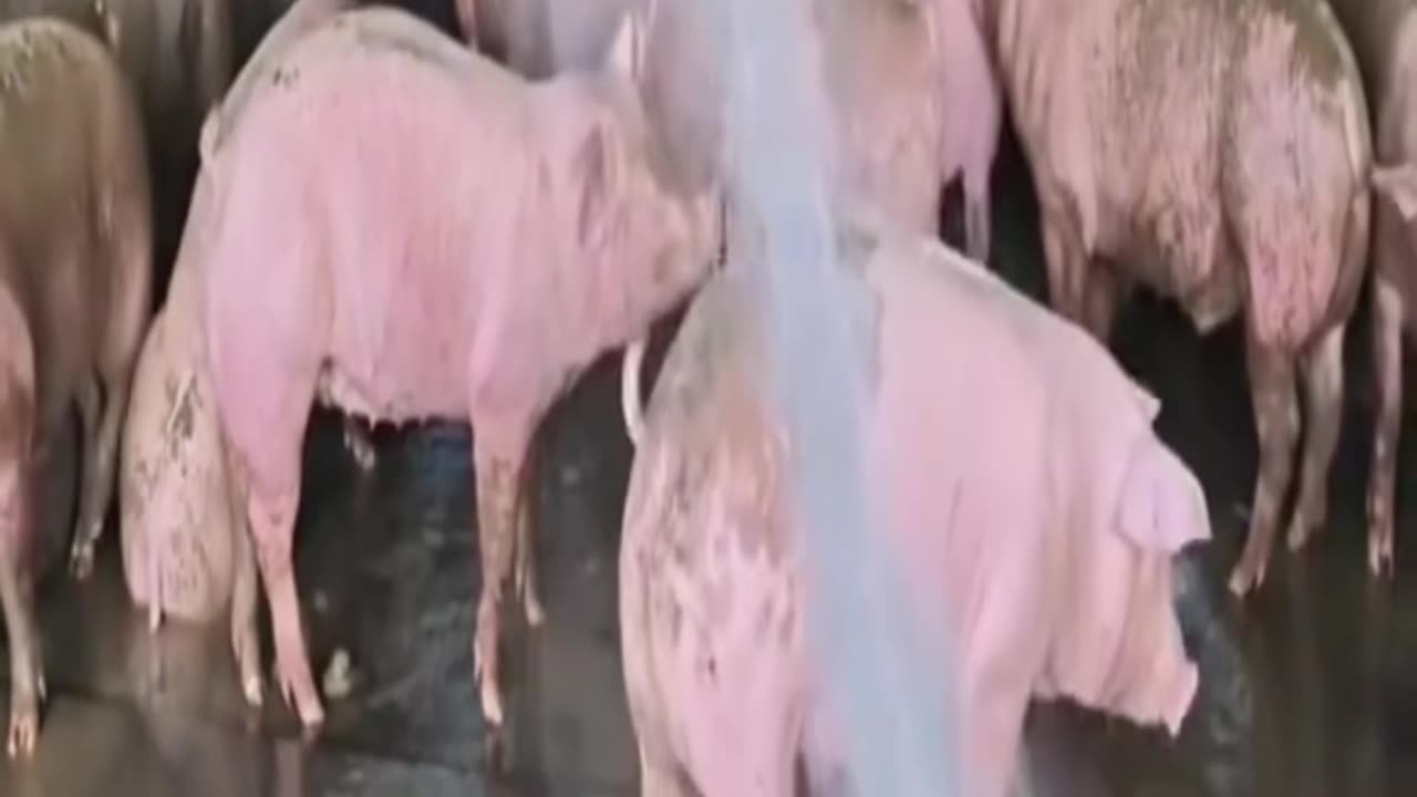 Fun Video Compilation, Come See!