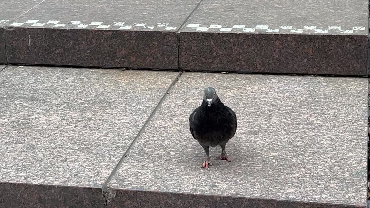 Pigeon