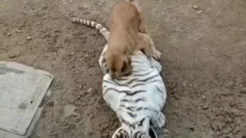 golden dogy play with white tiger