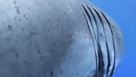 What would you do if you meet him while swimming?