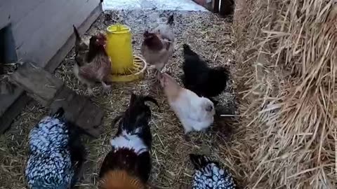 I'll be in my coop. Deliveries welcome!