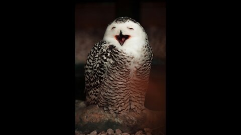 Animals facts you didn't know: Part 2