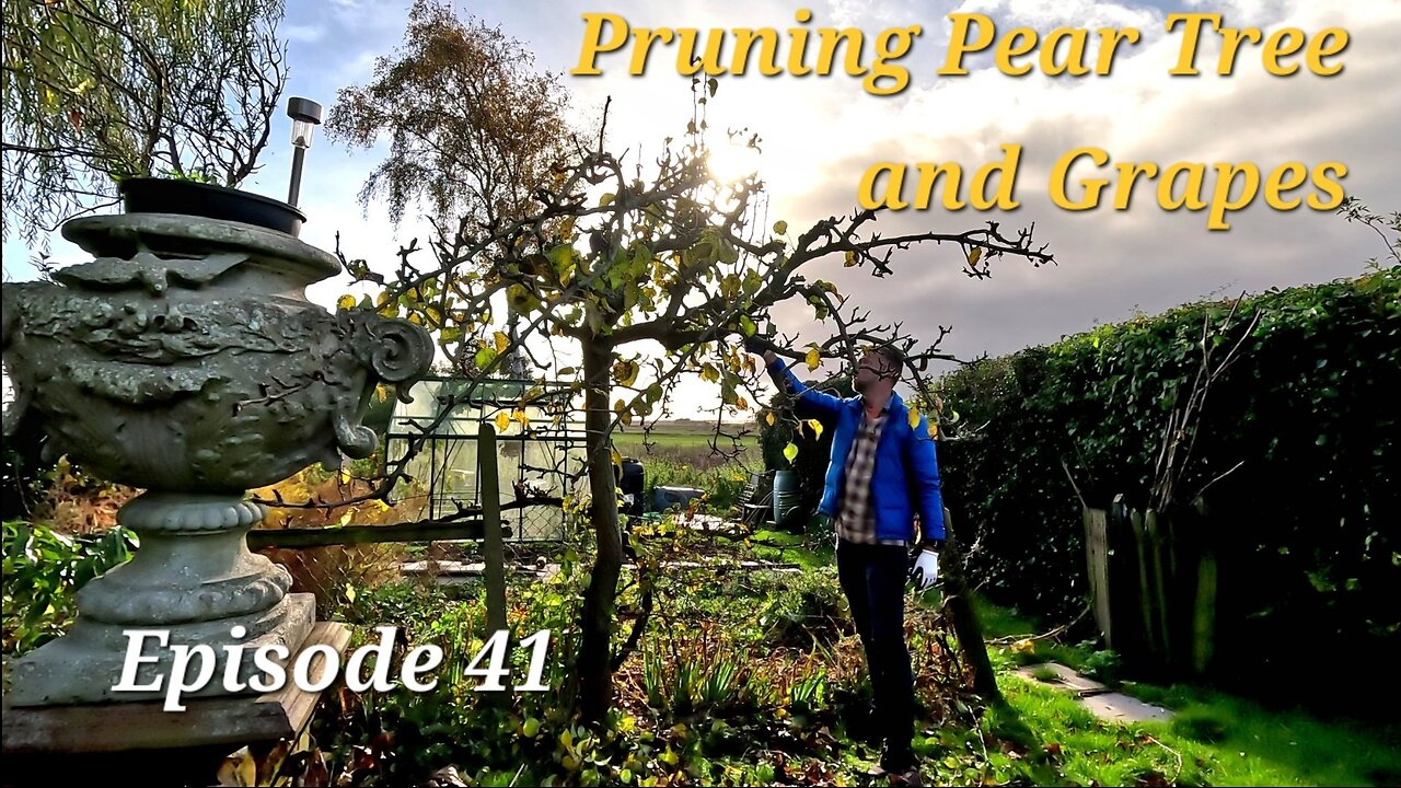 How to prune Fruit Trees and Grapes