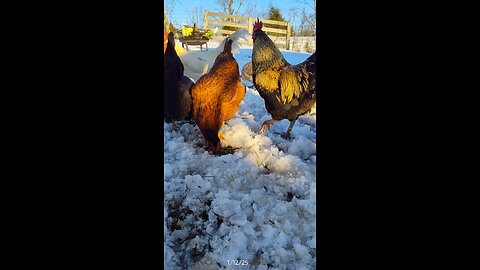 A chicken gathering of sorts.