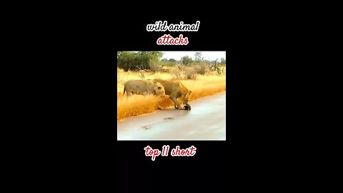Wild animal attacks