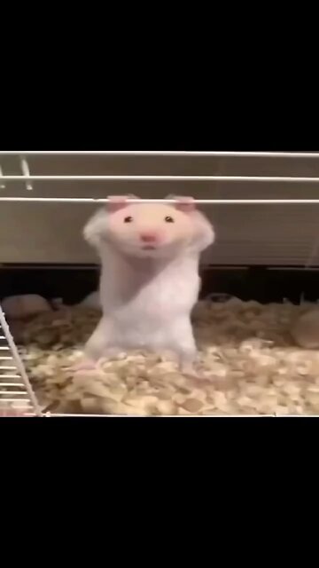 Rat funny video