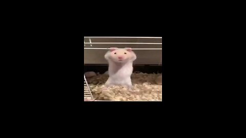 Rat funny video