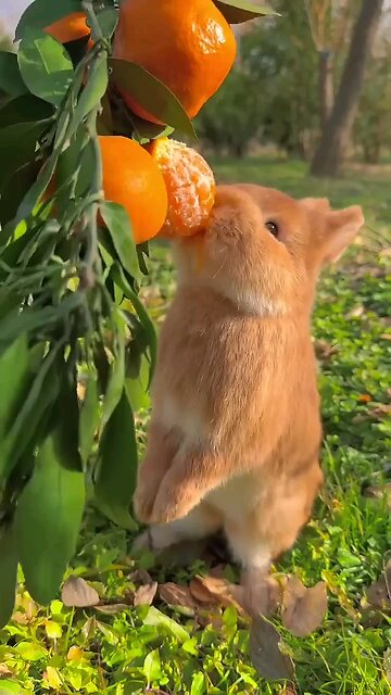 Rabbit eating orange