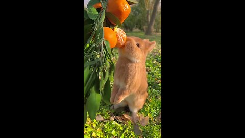 Rabbit eating orange