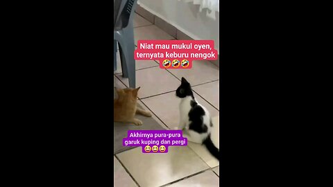 Cat and dog