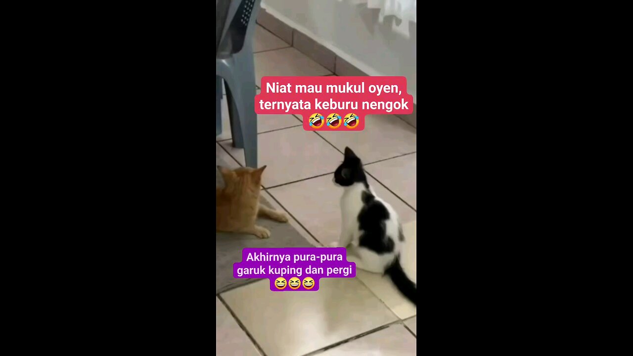 Cat and dog