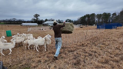 Wintertime Sheep Care and Pasture Rejuvenation