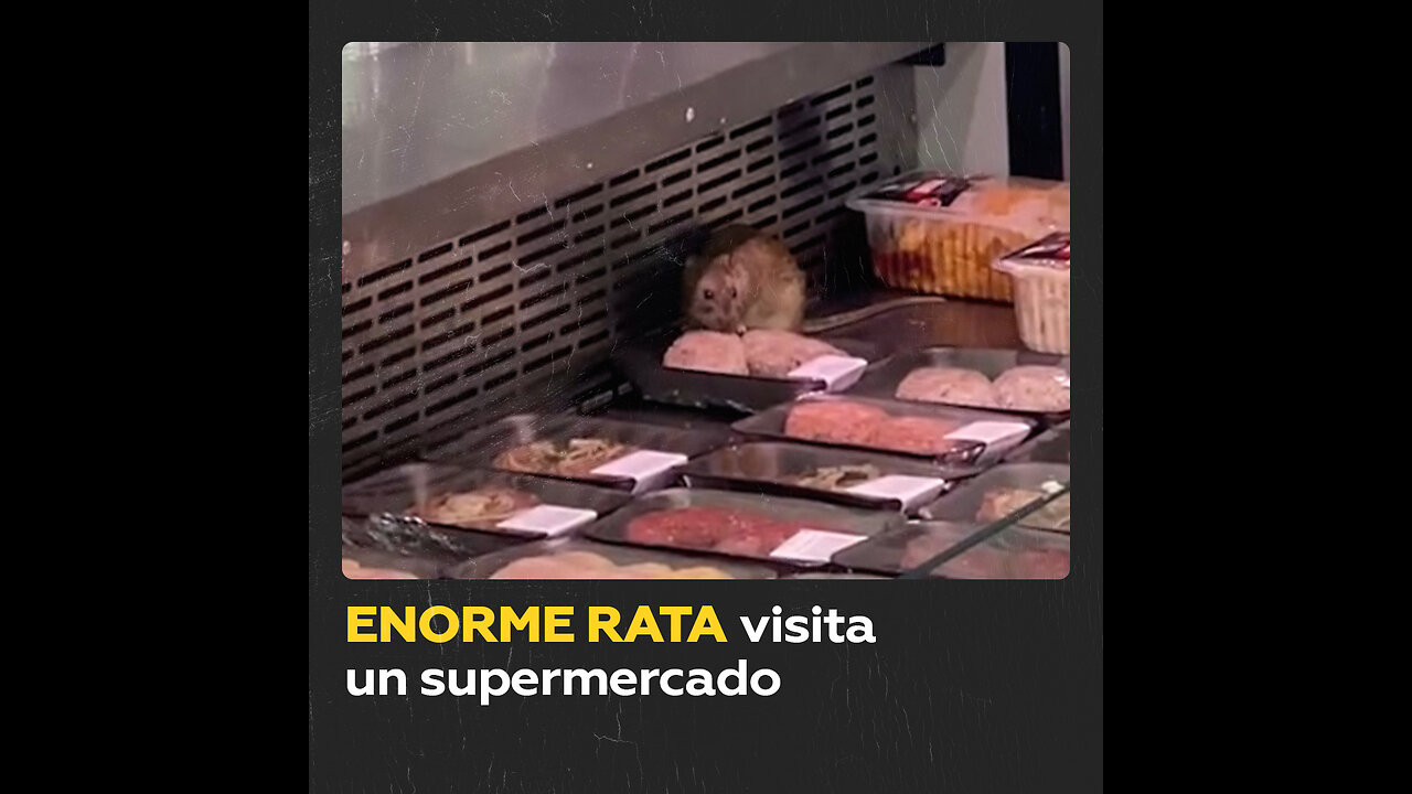 Gran roedor devora la carne del supermercado