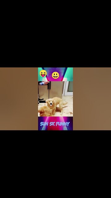 Funny animals cats and dogs videos #shorts #shortvideo