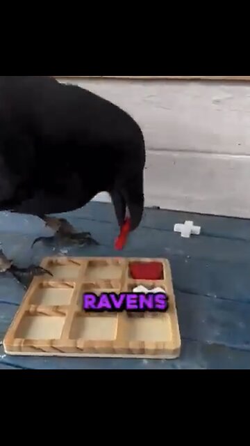 LEARN ABOUT THE WORLD MOST INTELLIGENT ANIMAL🎲🧩🐦‍⬛💫