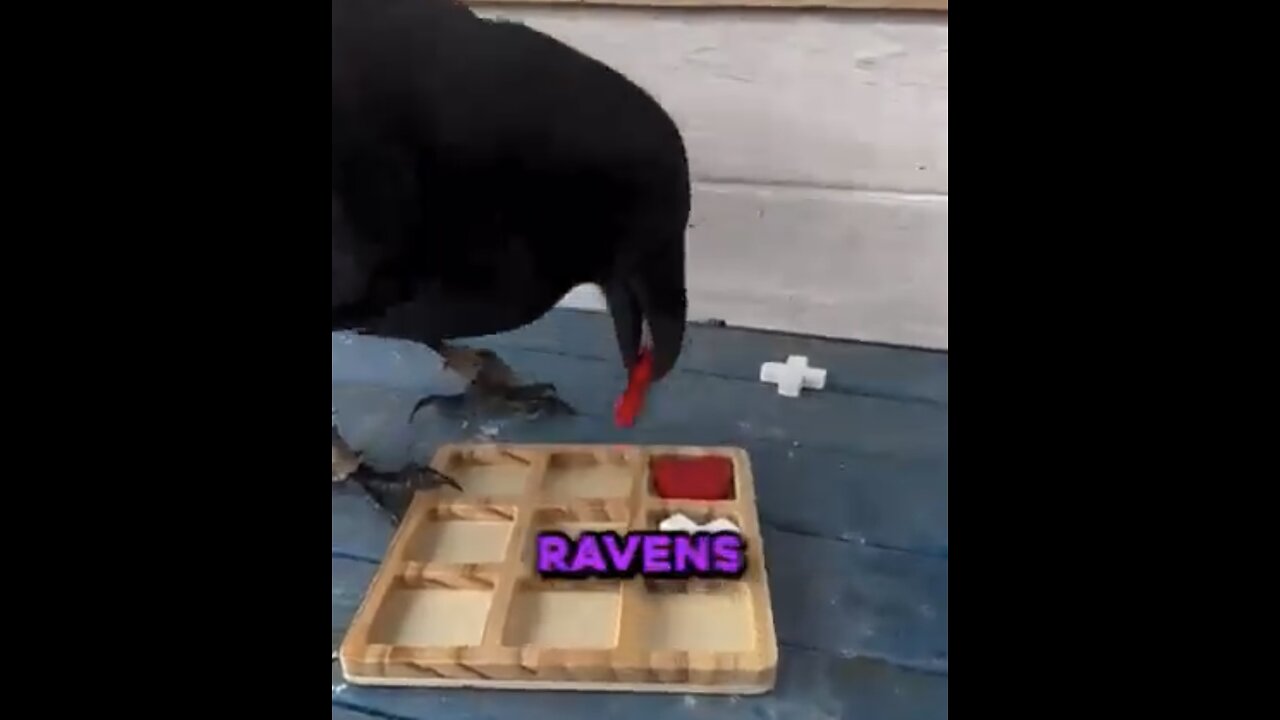 LEARN ABOUT THE WORLD MOST INTELLIGENT ANIMAL🎲🧩🐦⬛💫