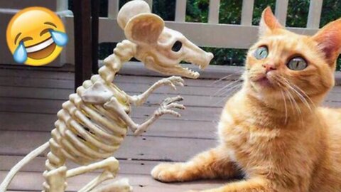 Funniest Dogs and Cats of 2025😼🐶Try Not To Laugh😜