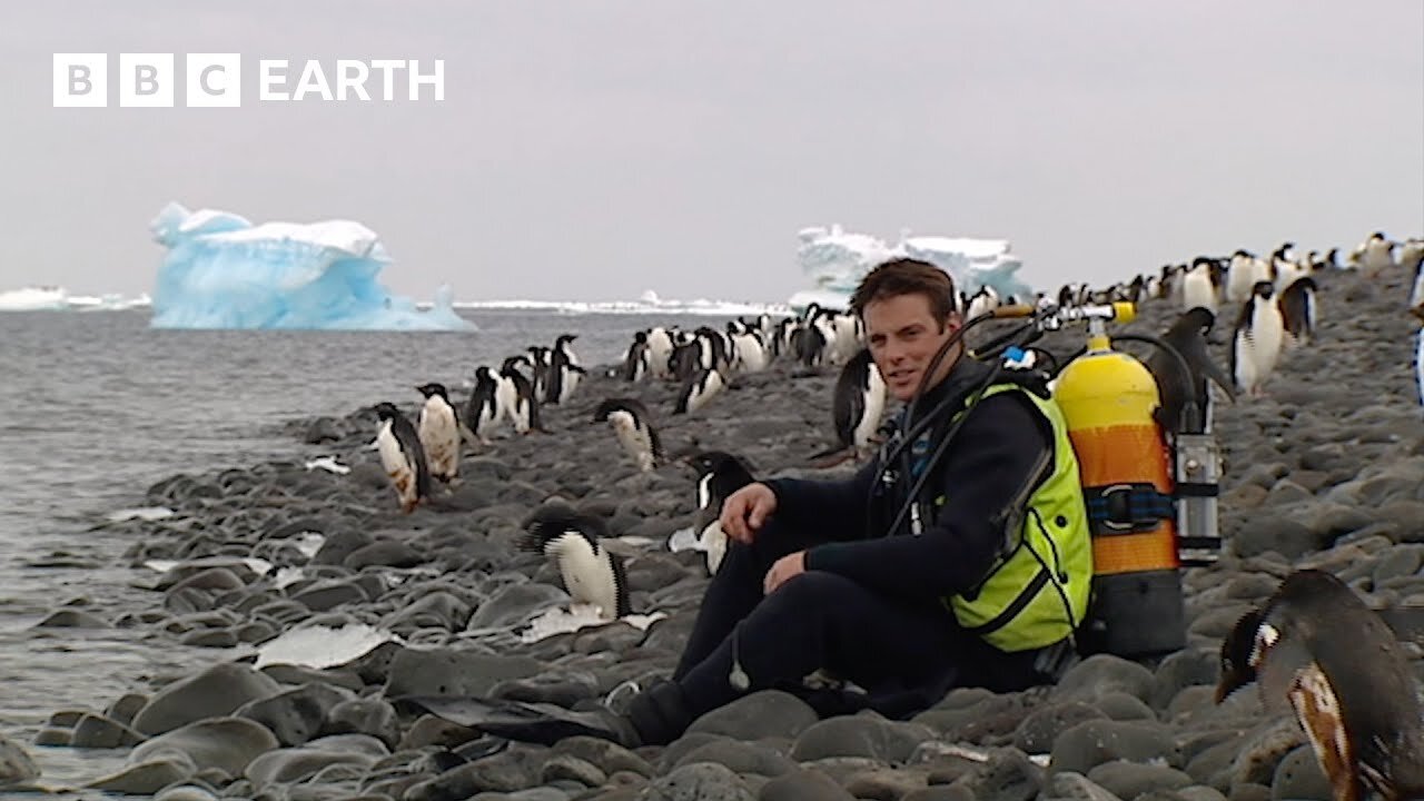 Diving With Penguins In Antarctica