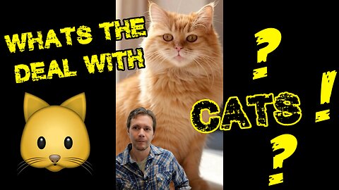 So What's the Deal With Cats?