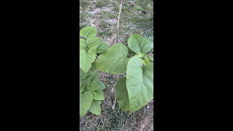 Northern Catalpa Tree Native to the USA