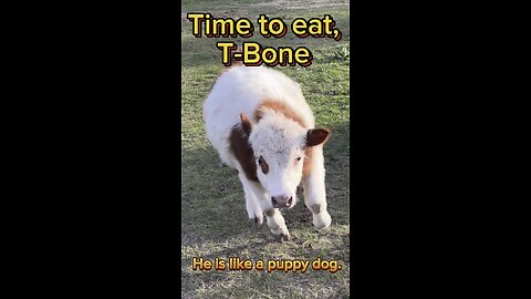 T-Bone, it’s time to eat. He is the best cow ever. Prove me wrong!