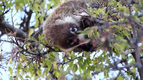 Coatimundi Eating Berries