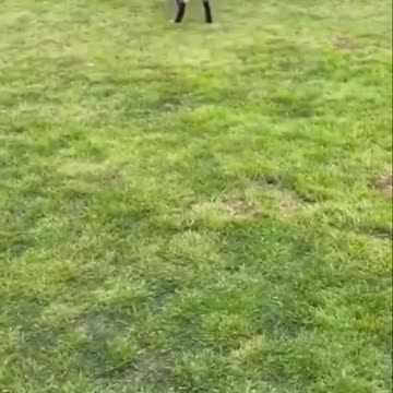 🐶😂 Hilarious Pet Antics Compilation | Try Not to Laugh! 🎬