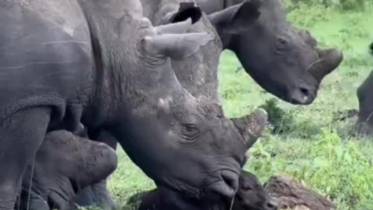 A rare and heartwarming moment when a newborn buffalo still finding its feet is gently greeted by a group of curious white rhinos