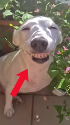 Funny Animals Make You Laugh Shorts 2