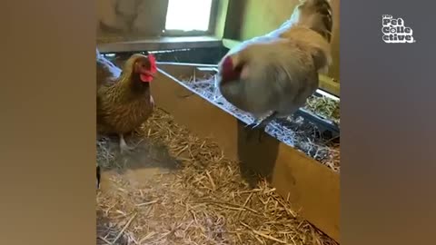 Laugh with Animals