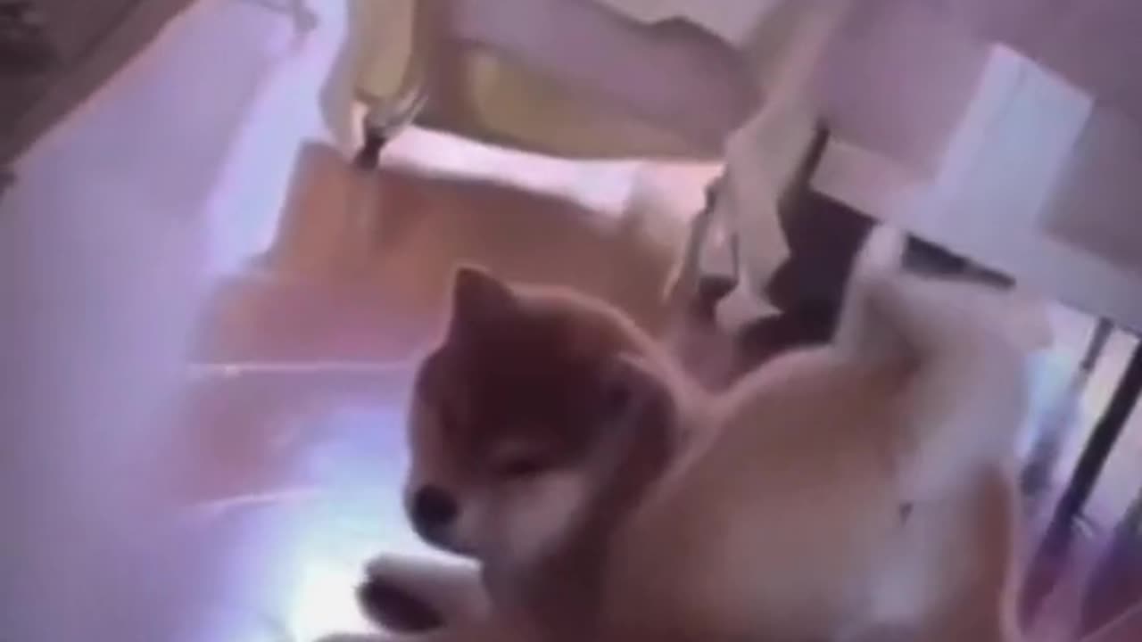😂 😂 😂 #funny #animal #humor #cats #dogs #pets #rumble #viral #trending 028