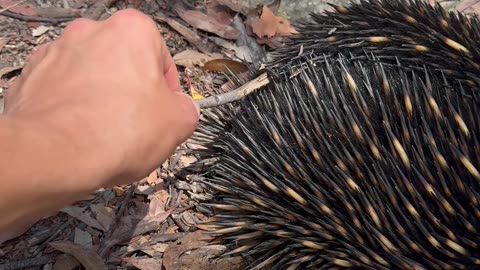 Huge Leech Pulled Off Echidna