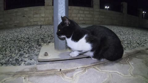 Homeless cat in Ras Al Khaimah, UAE: RIHANNA #cat #cats #Rihanna #foryou #UAE #pets #pet #viral #4u