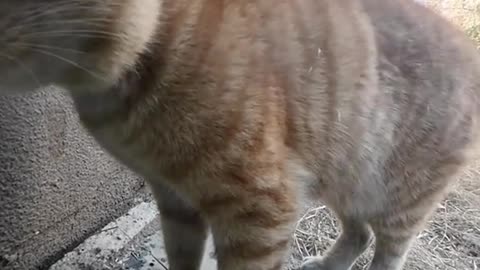 funny cat part 1